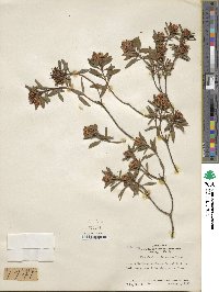 Rhododendron micranthum image