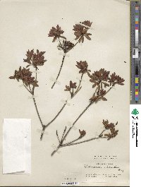 Rhododendron micranthum image