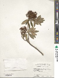 Rhododendron micranthum image