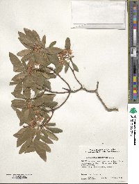 Rhododendron micranthum image