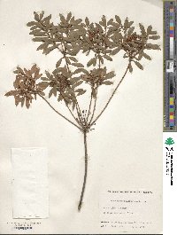 Rhododendron micranthum image