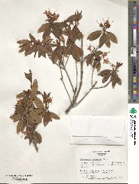 Rhododendron micranthum image