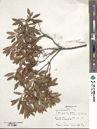 Rhododendron micranthum image