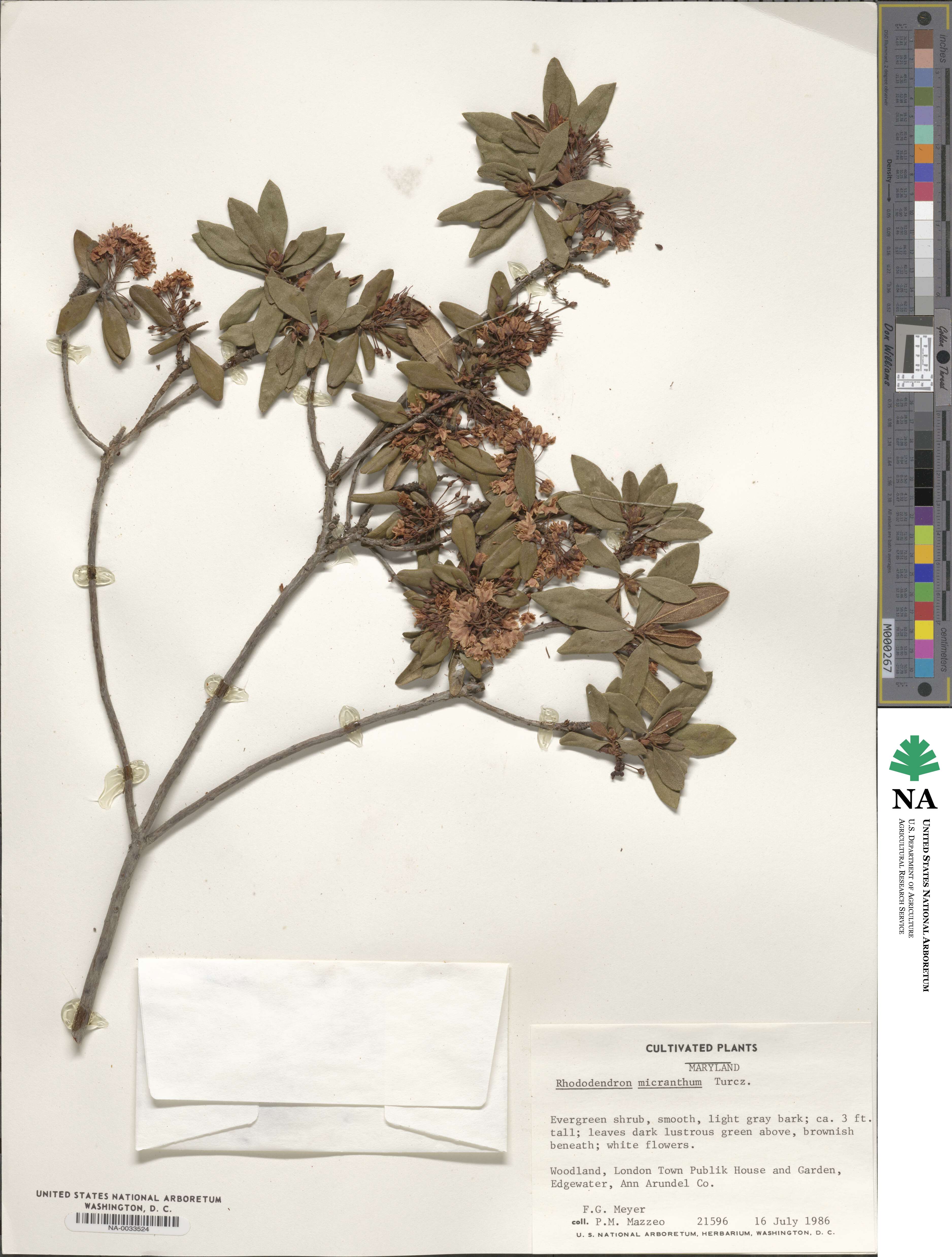 Rhododendron micranthum image