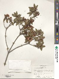 Rhododendron micranthum image