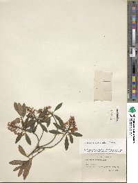 Rhododendron micranthum image