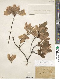 Rhododendron japonicum image