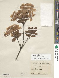 Rhododendron japonicum image