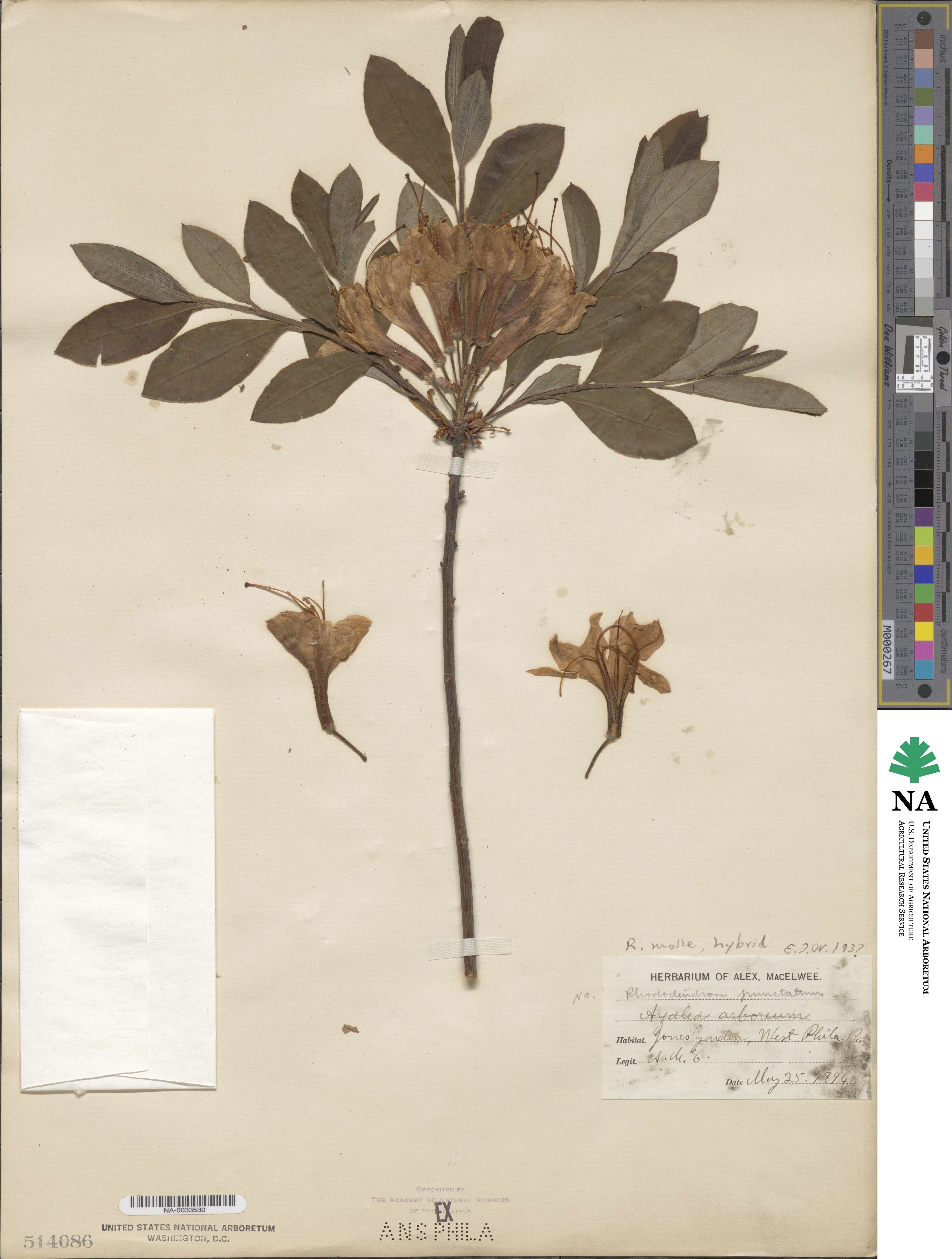 Rhododendron molle image