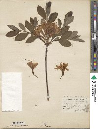 Rhododendron molle image