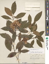 Rhododendron minus image