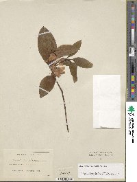 Rhododendron minus image