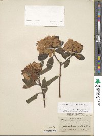 Rhododendron minus image