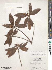 Rhododendron minus image