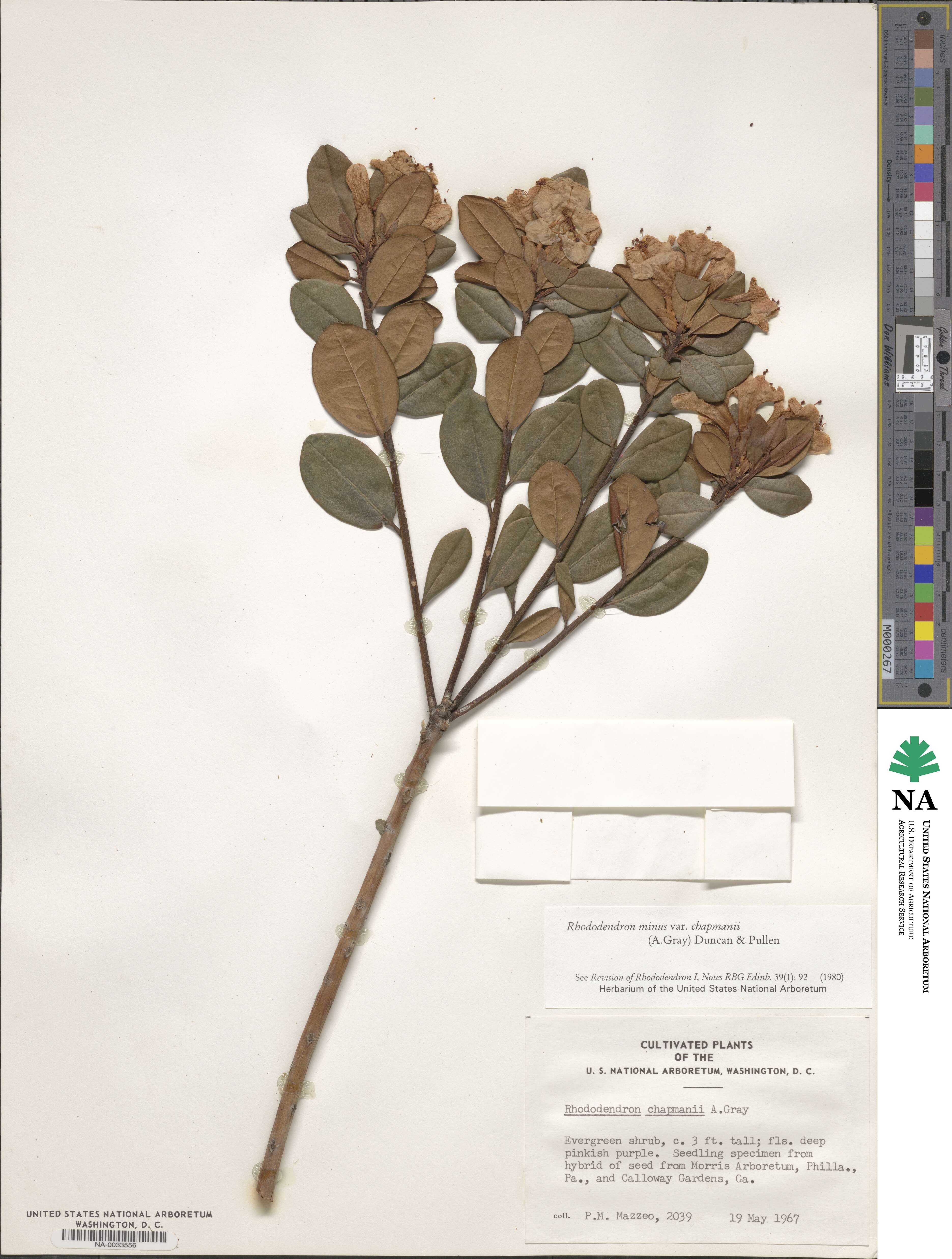 Rhododendron minus var. chapmanii image