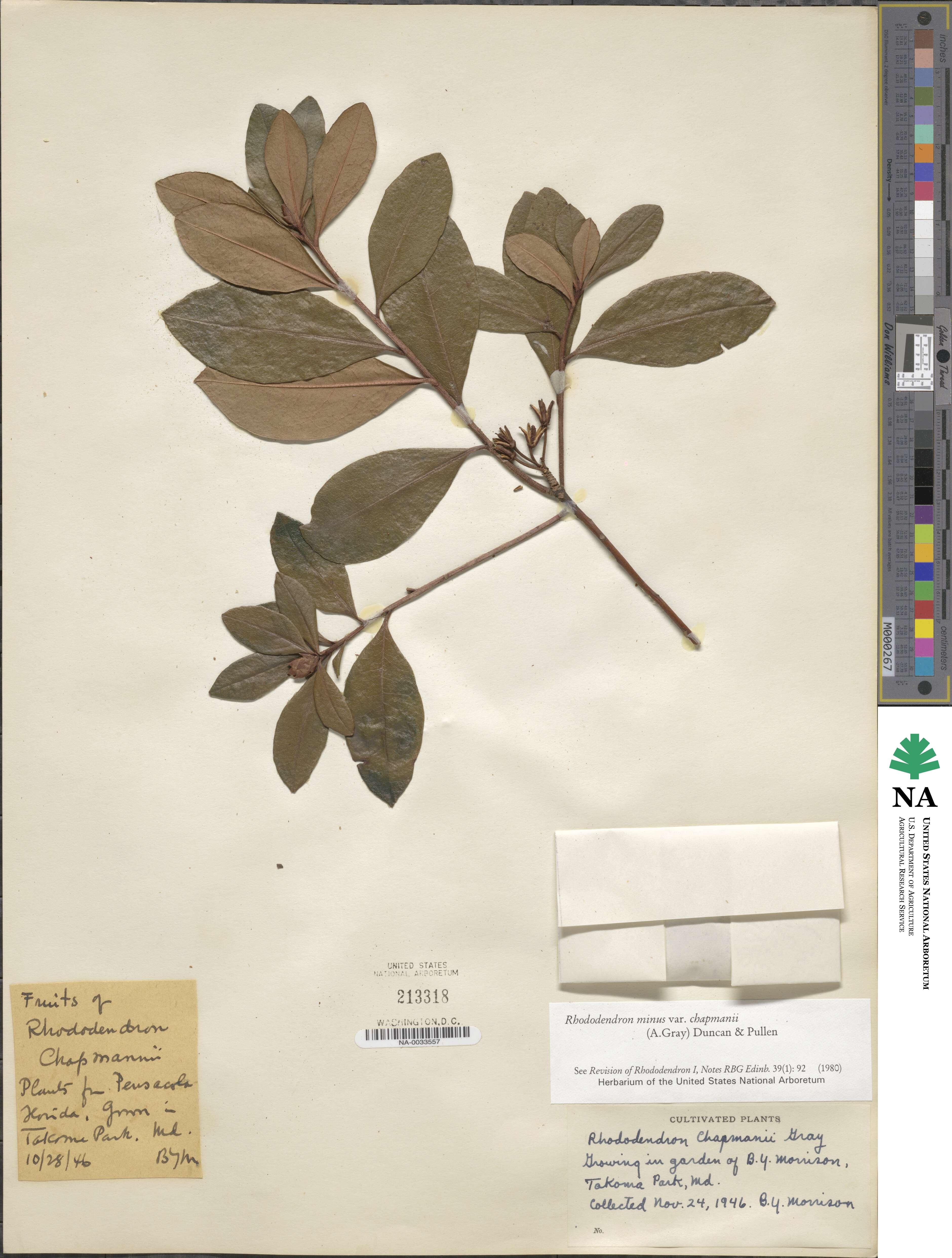 Rhododendron minus var. chapmanii image