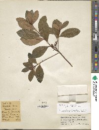 Rhododendron minus var. chapmanii image