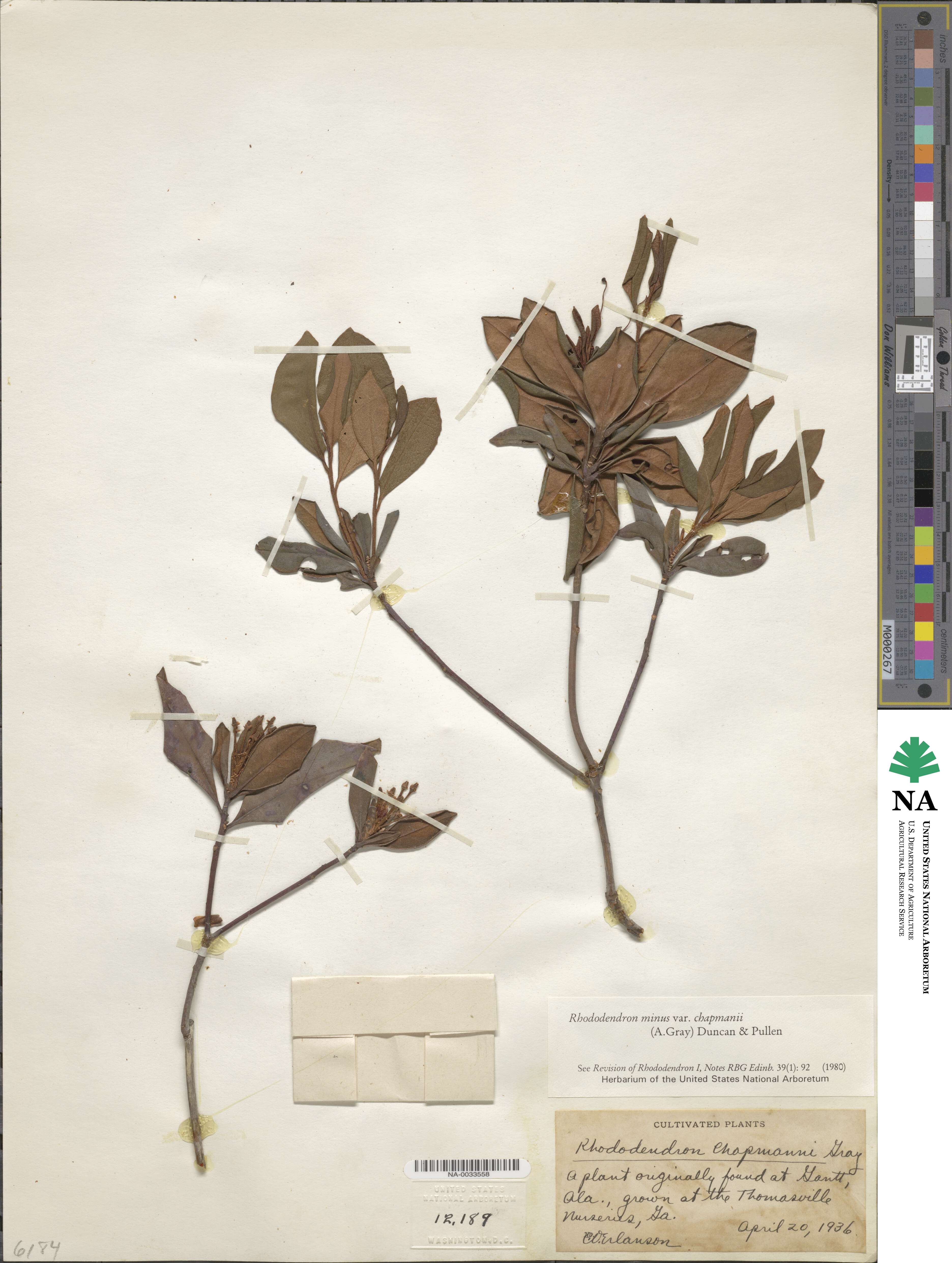Rhododendron minus var. chapmanii image