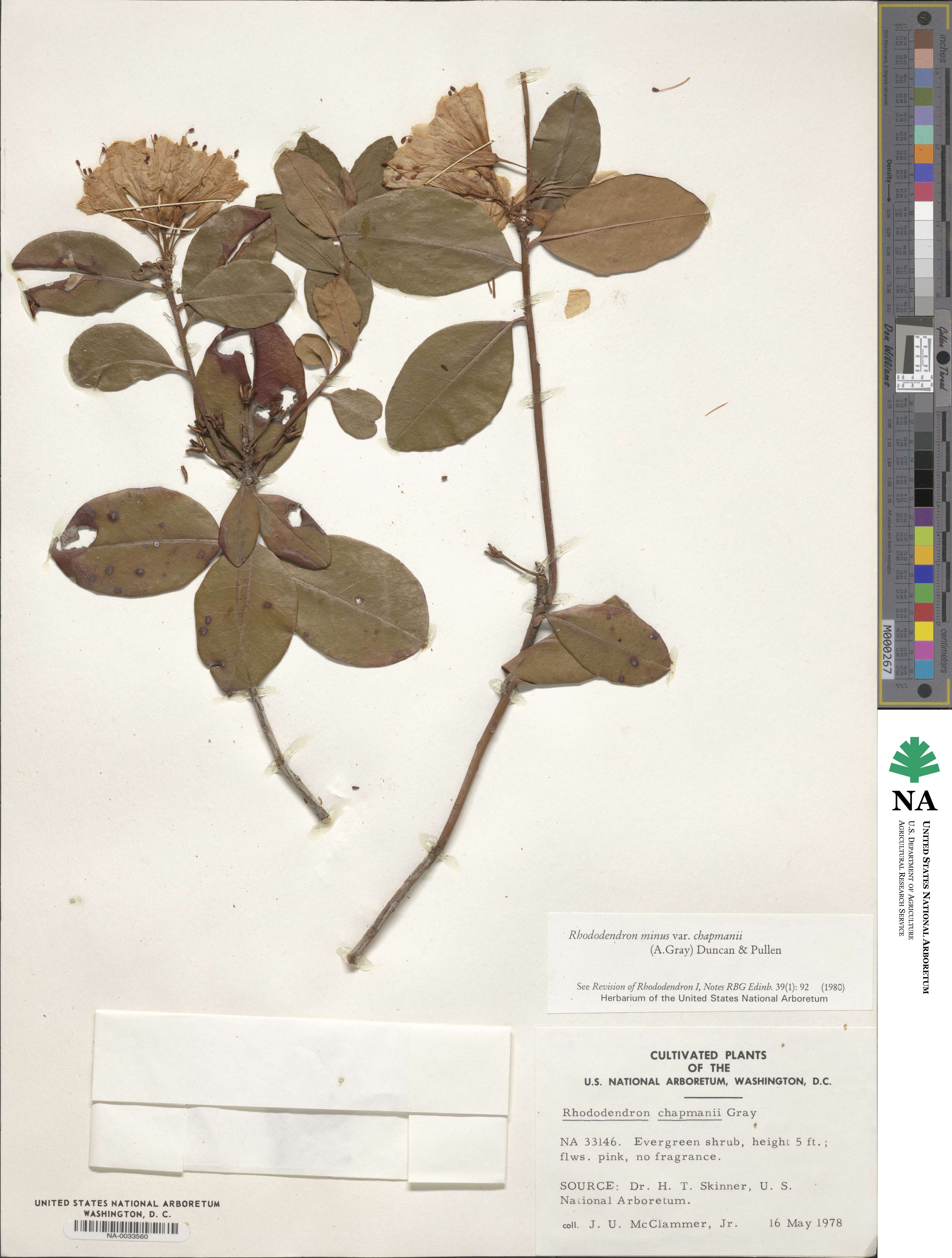 Rhododendron minus var. chapmanii image