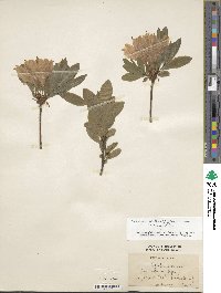 Rhododendron japonicum image