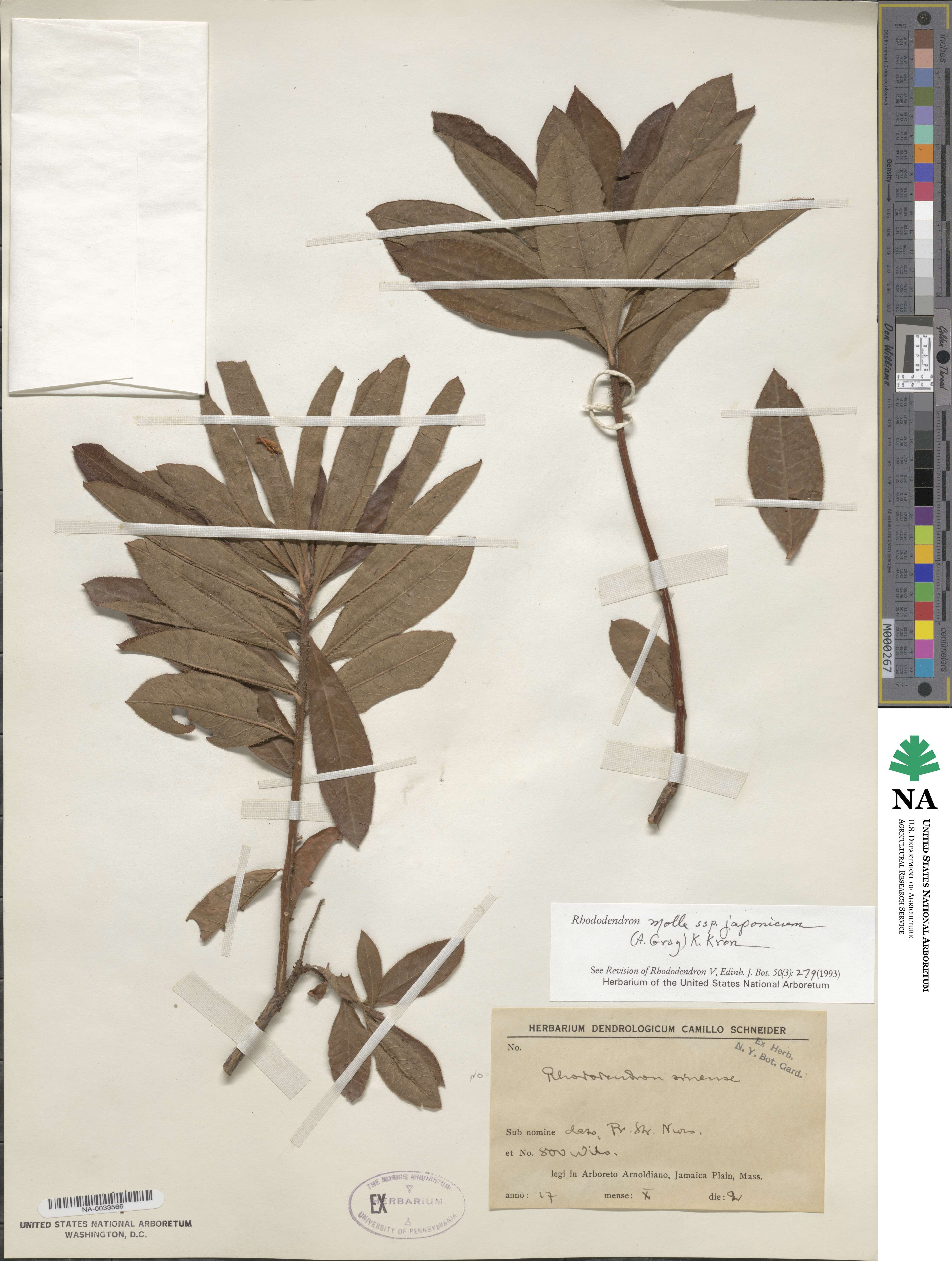 Rhododendron japonicum image