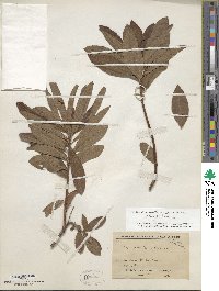 Rhododendron japonicum image