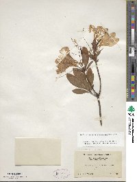 Rhododendron japonicum image