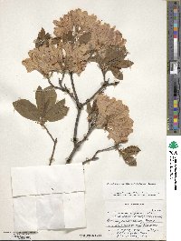 Rhododendron japonicum image