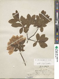 Rhododendron japonicum image