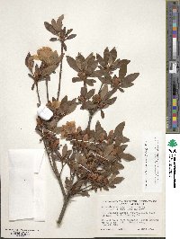 Rhododendron japonicum image