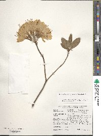 Rhododendron japonicum image