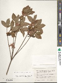 Rhododendron japonicum image