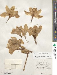 Rhododendron japonicum image