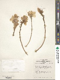 Rhododendron mucronulatum image