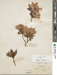 Rhododendron mucronulatum image