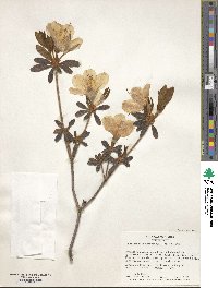 Rhododendron mucronulatum image