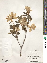 Rhododendron mucronulatum image