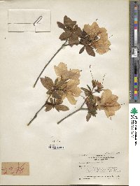 Rhododendron mucronulatum image