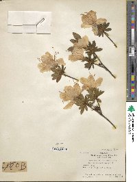 Rhododendron mucronulatum image