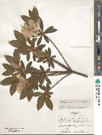 Rhododendron mucronulatum image