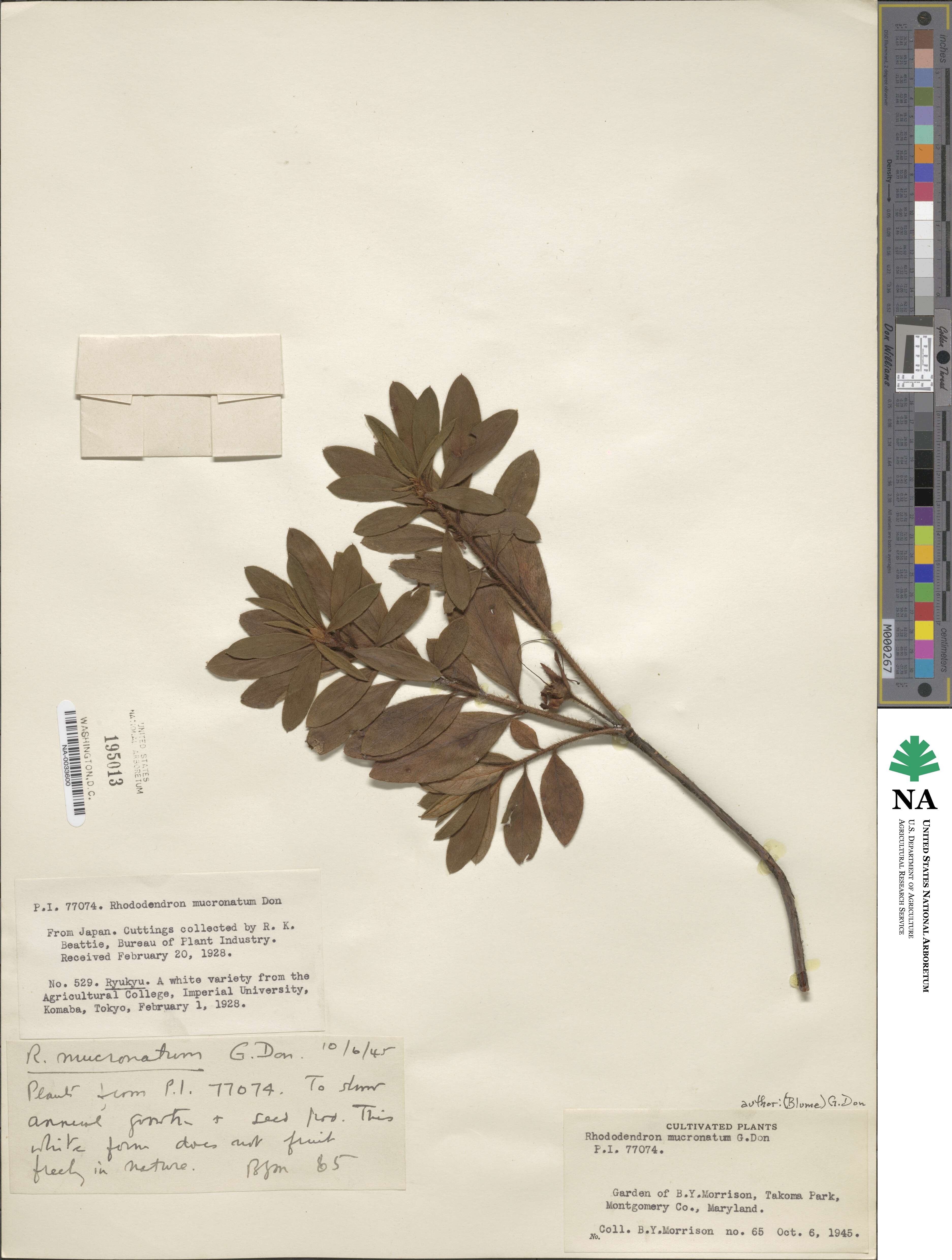 Rhododendron mucronulatum image