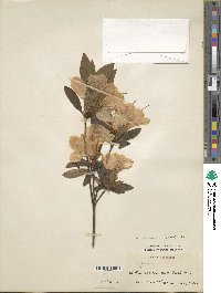 Rhododendron mucronulatum image