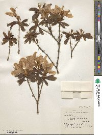 Rhododendron mucronulatum image