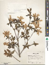 Rhododendron mucronulatum image