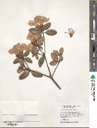 Rhododendron moulmainense image