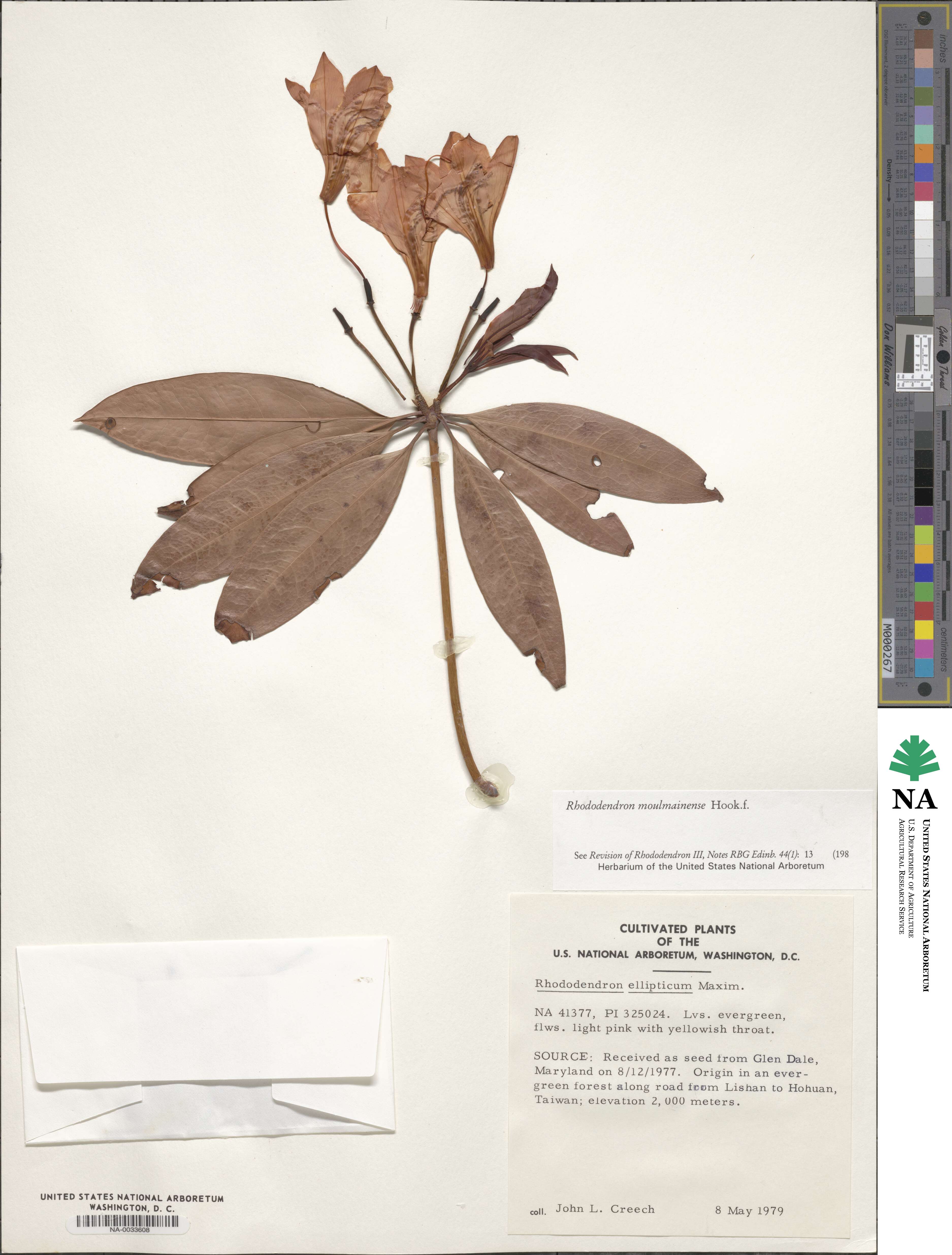 Rhododendron moulmainense image