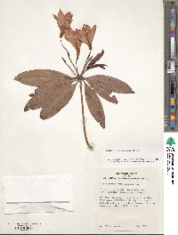 Rhododendron moulmainense image