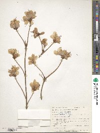 Rhododendron mucronulatum image