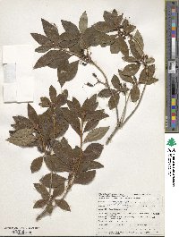 Rhododendron mucronulatum image