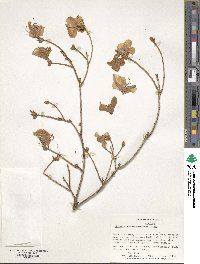 Rhododendron mucronulatum image